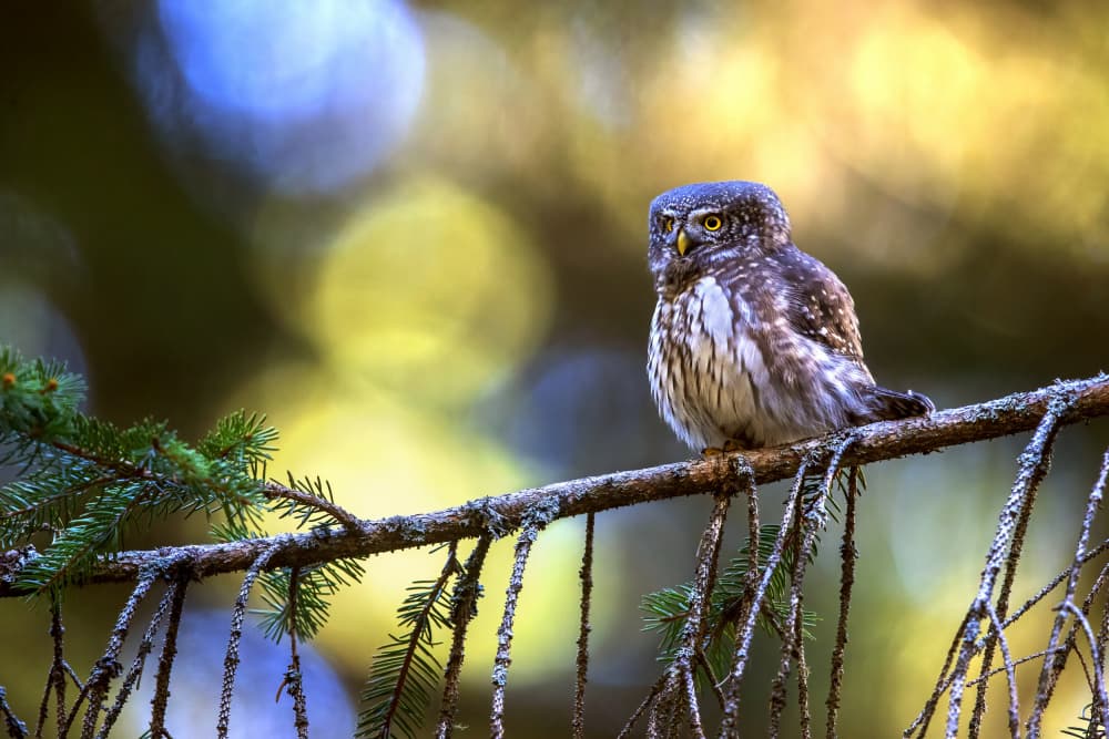 Watchful Forest Owl by Marco Redaelli — canvas wall art
