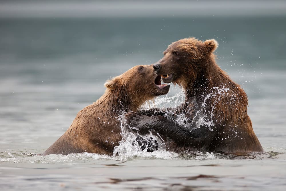 Wild Bears Splashing by Valerio Ferraro — canvas wall art
