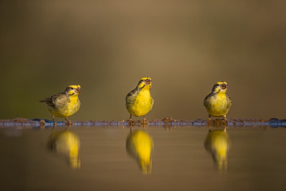 Three Birds Golden Glow by Jaco Marx — canvas wall art