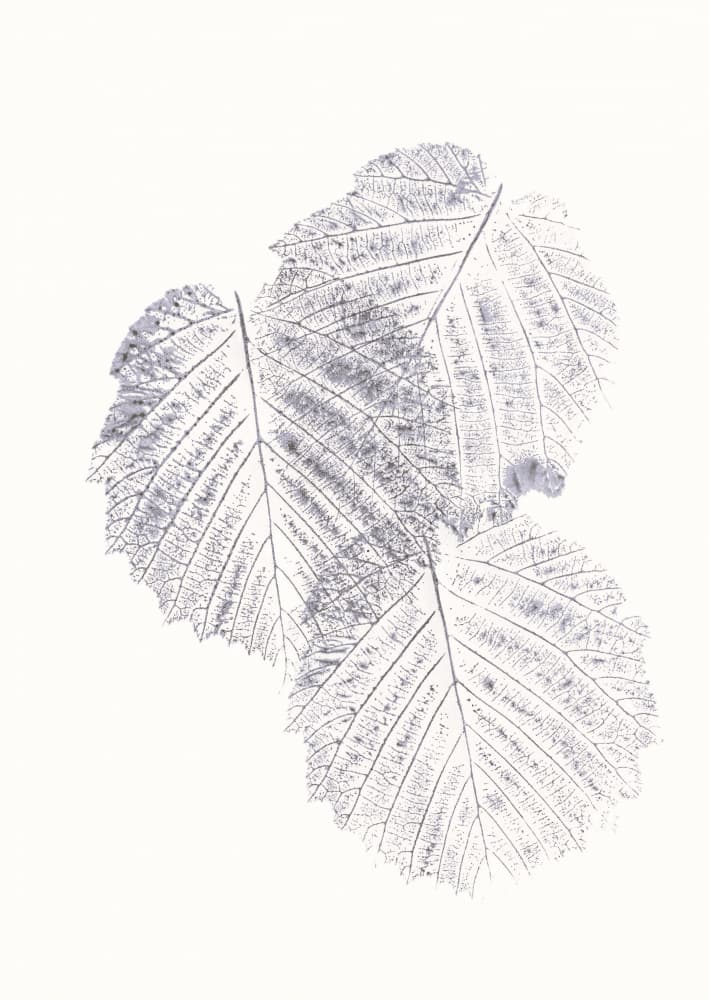 Minimalist Leaf Textures by Maira Ribena — canvas wall art