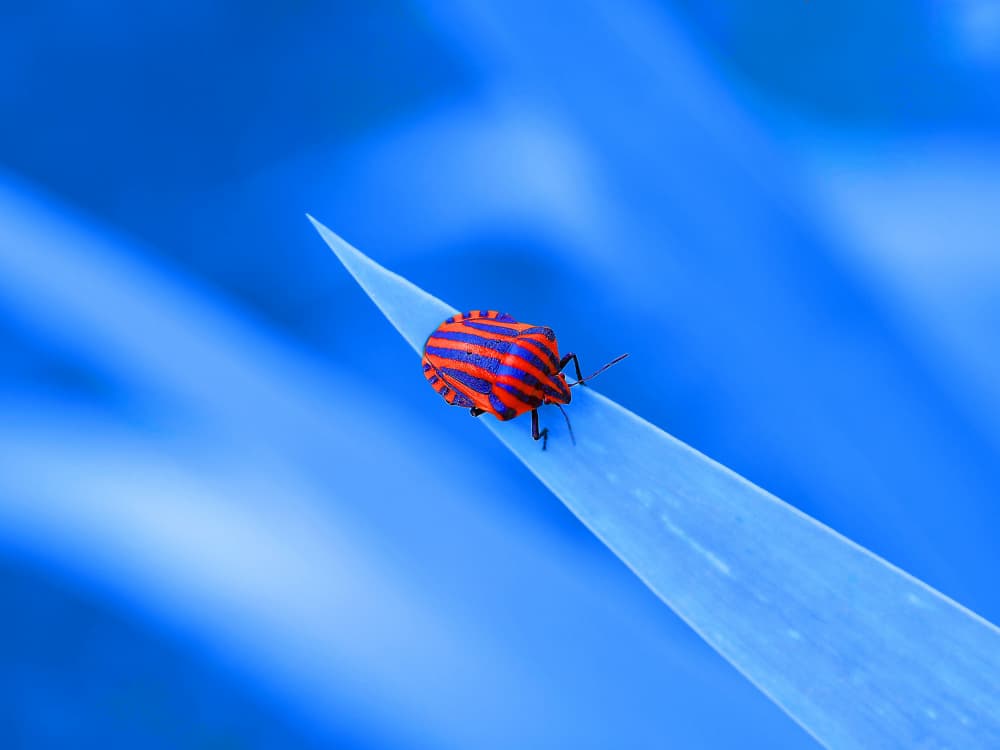 Vibrant Striped Bug by Thierry Dufour — canvas wall art