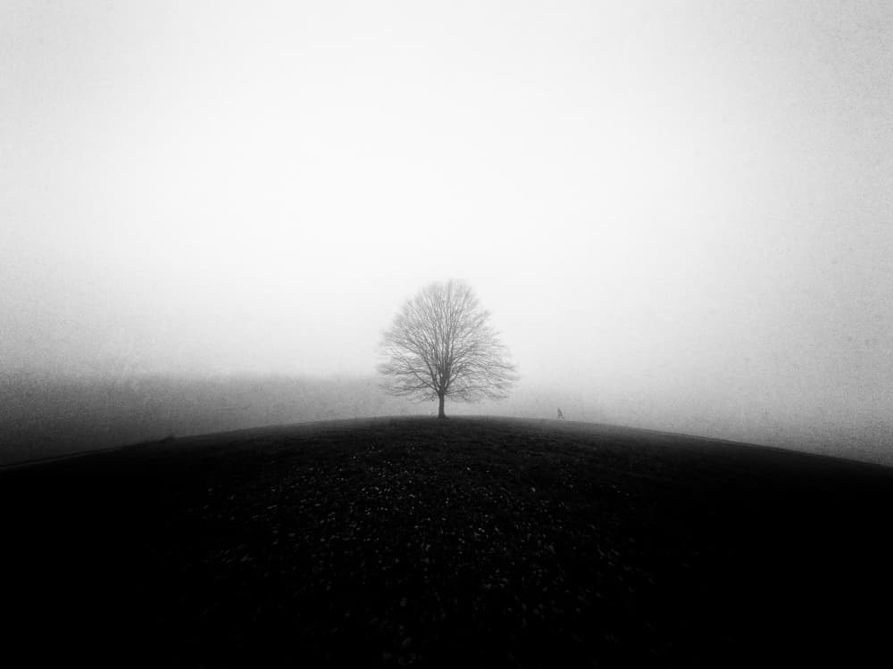 Solitary Tree in Fog by Adam Dauria ☂ — canvas wall art