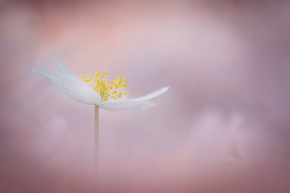 Serene White Blossom by Kutub Uddin — canvas wall art