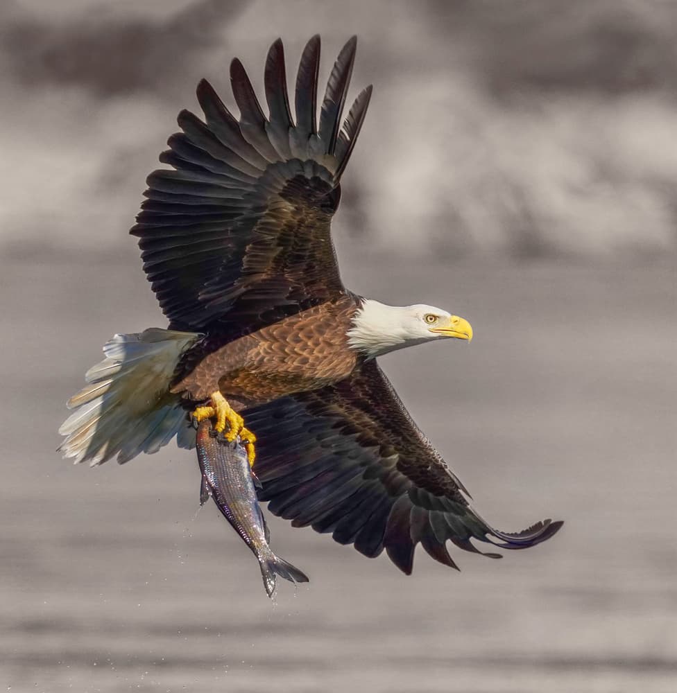 Bald Eagle Catches Fish by Binbin L. — canvas wall art