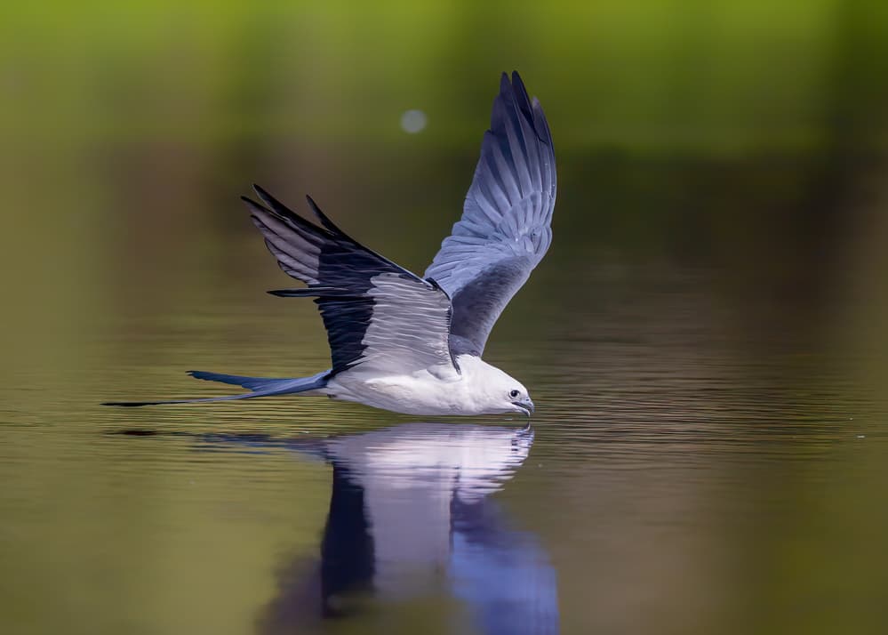 Swallow-tailed Kite Reflected by Siyu_Wei APA — canvas wall art