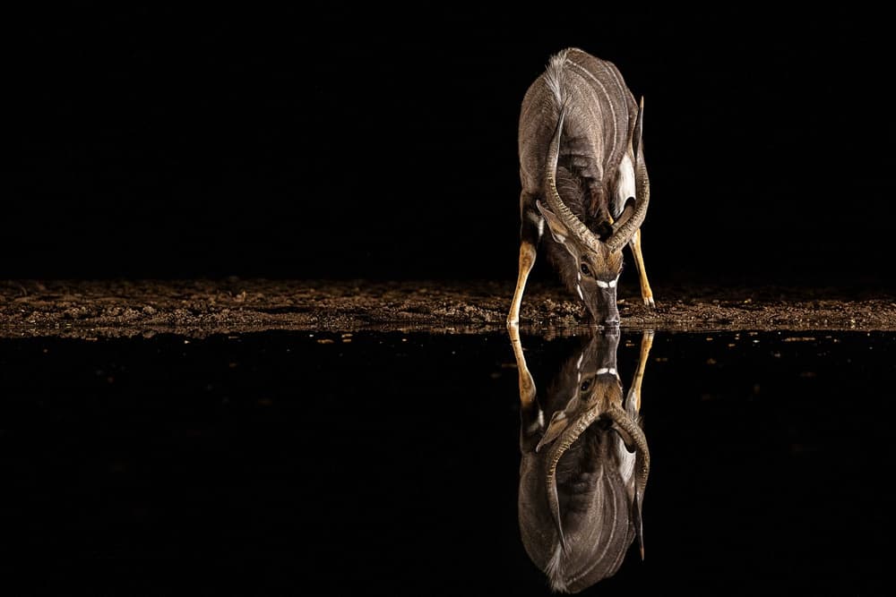 Nocturnal Nyala Reflection by Amnon Eichelberg — canvas wall art