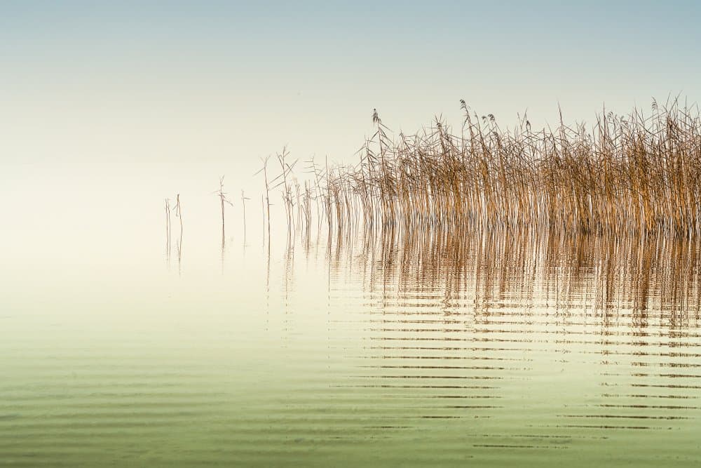 Serene Lake Reeds by Ulrike Eisenmann — canvas wall art