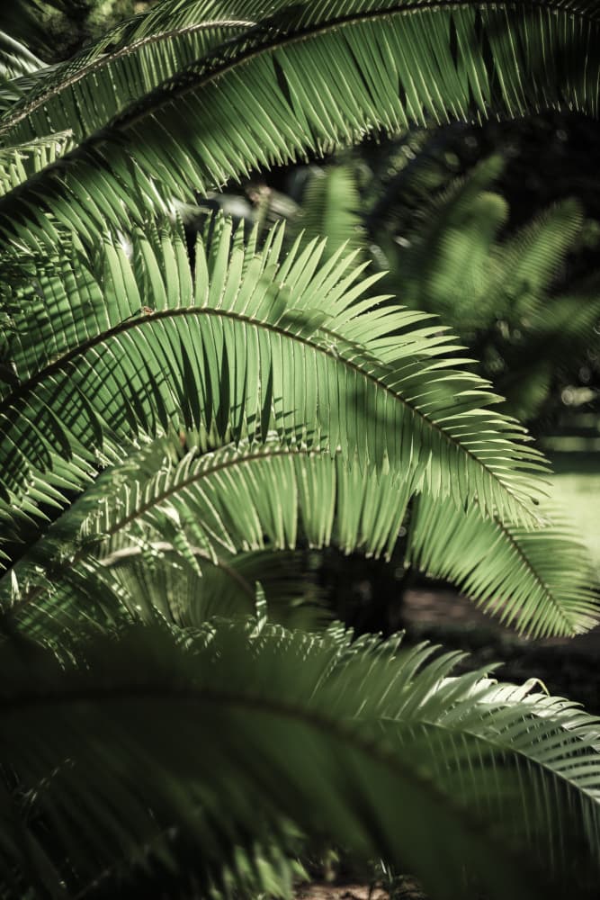 Light Within Green by Shot by Clint — canvas wall art