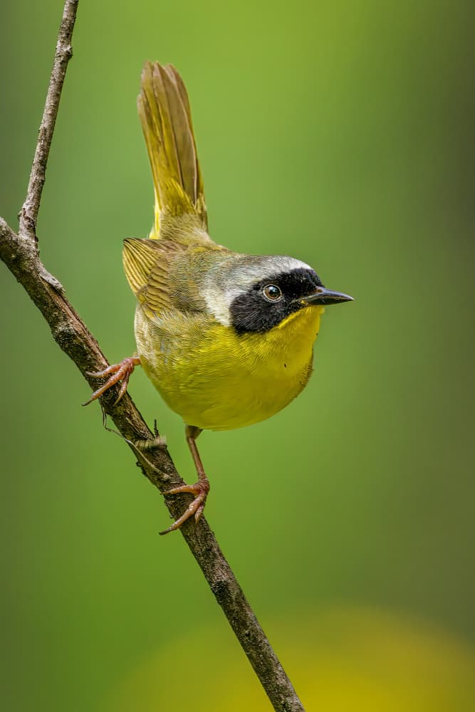 Vibrant Yellowthroat Perched by Jacob (Jian) Xu — canvas wall art