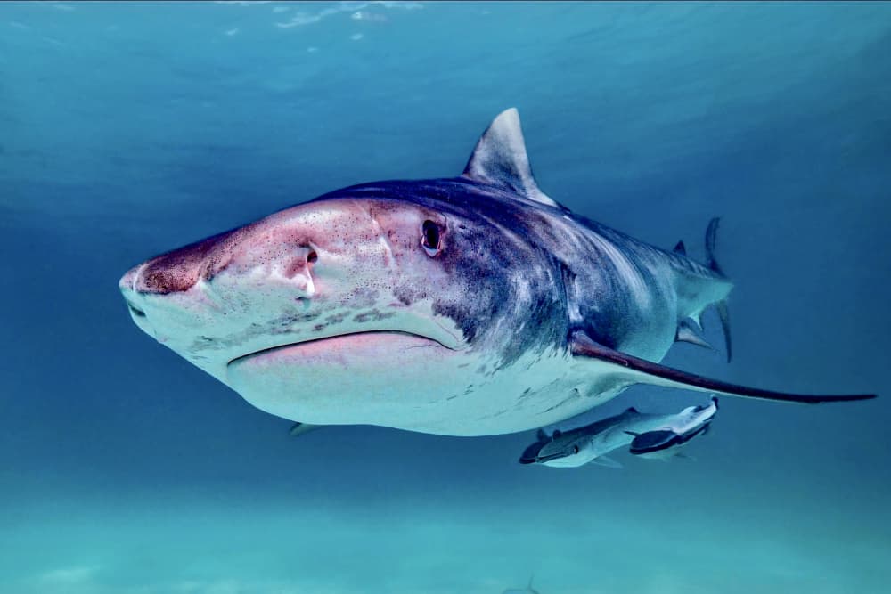 Underwater Tiger Shark by Serge Melesan — canvas wall art