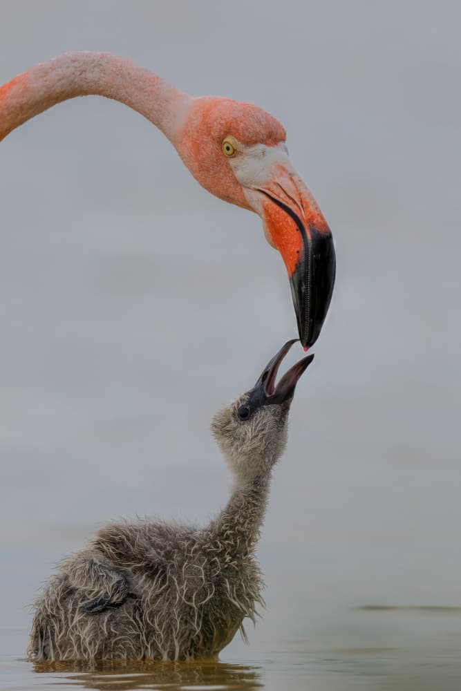 Flamingo Feeding Chick by Jun Zuo — canvas wall art