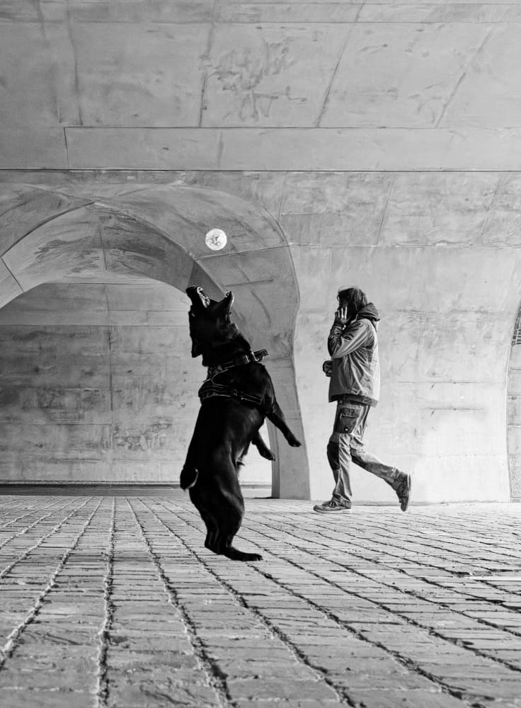 Leaping Dog Under Bridge by Andreas Timar — canvas wall art