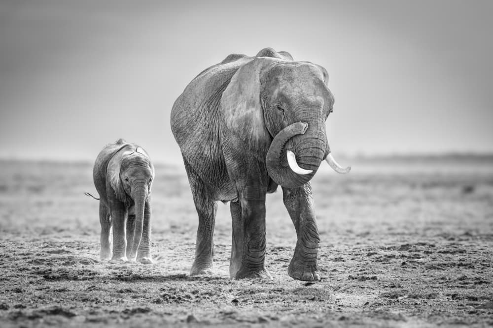 Mother Elephant and Calf by Jeffrey C. Sink — canvas wall art