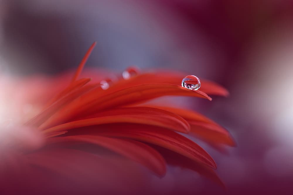 Red Petal Dew Drops by Juliana Nan — canvas wall art