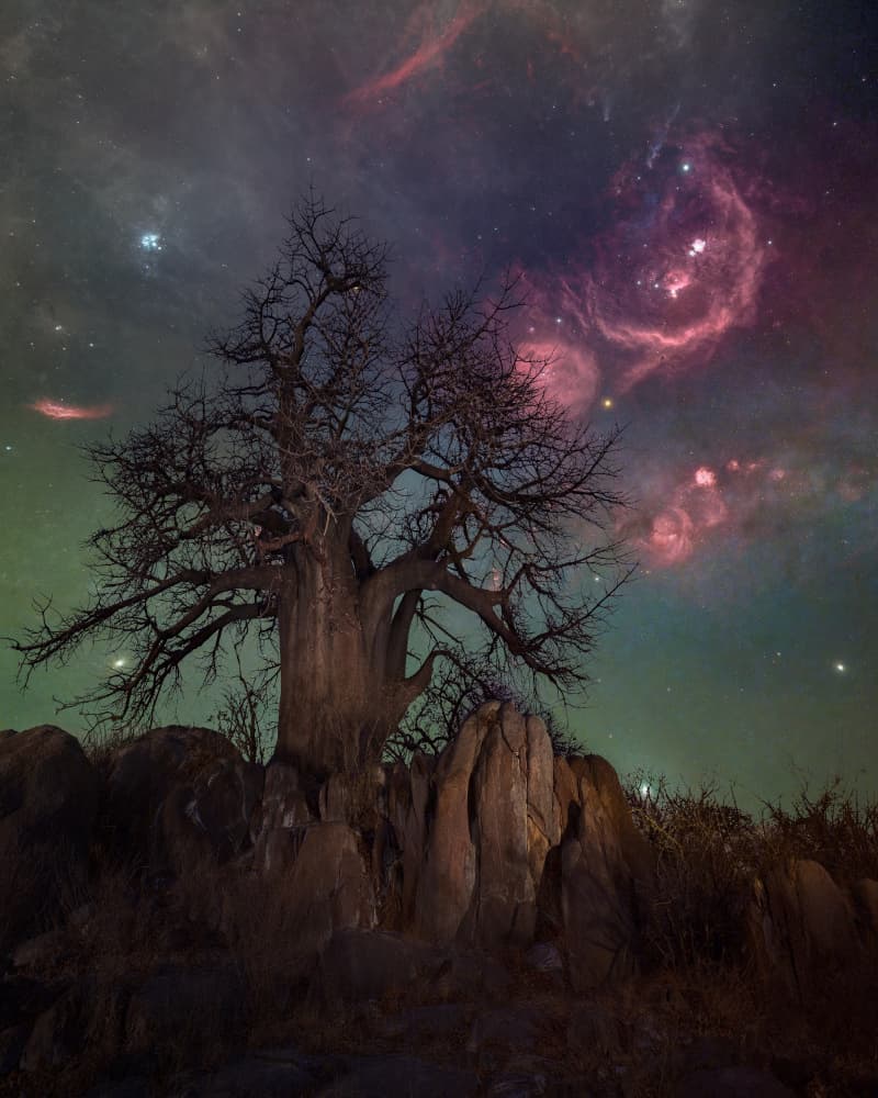 Cosmic Baobab Night by Vikas Chander — canvas wall art