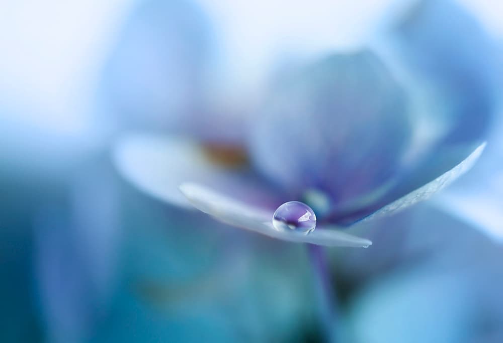Blue Petal Droplet by Ellen van Deelen — canvas wall art