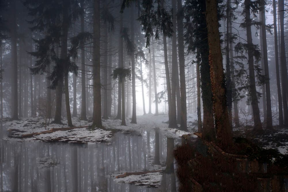 Misty Winter Forest Reflection by Michel Romaggi — canvas wall art