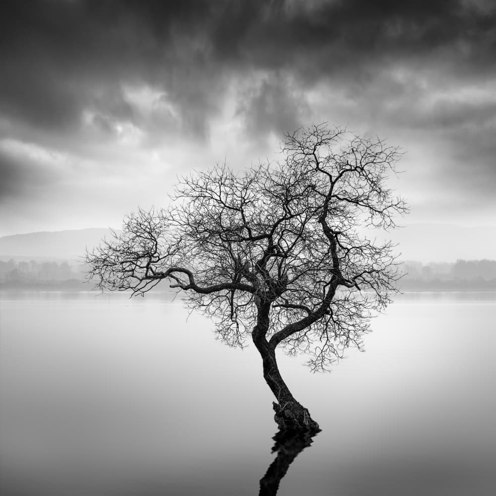 Solitary Winter Tree by George Digalakis — canvas wall art