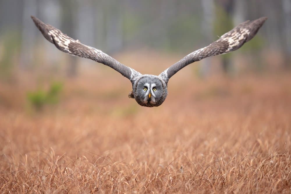 Great Grey Owl Flight by Milan Zygmunt — canvas wall art