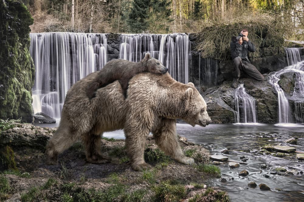 Cub Rides Mama Bear by Marcel Egger — canvas wall art