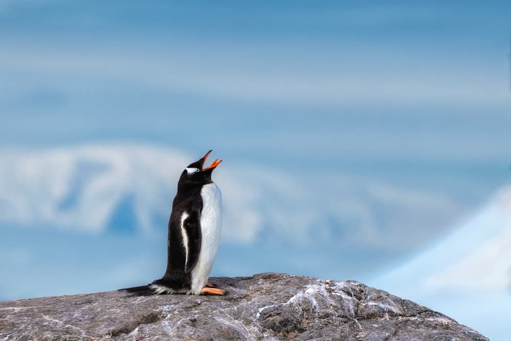 Skyward Penguin Song by Mei Xu — canvas wall art