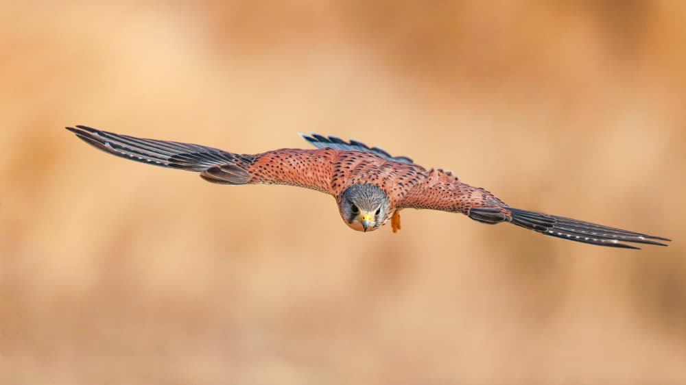 Kestrel In Direct Flight by David Manusevich — canvas wall art