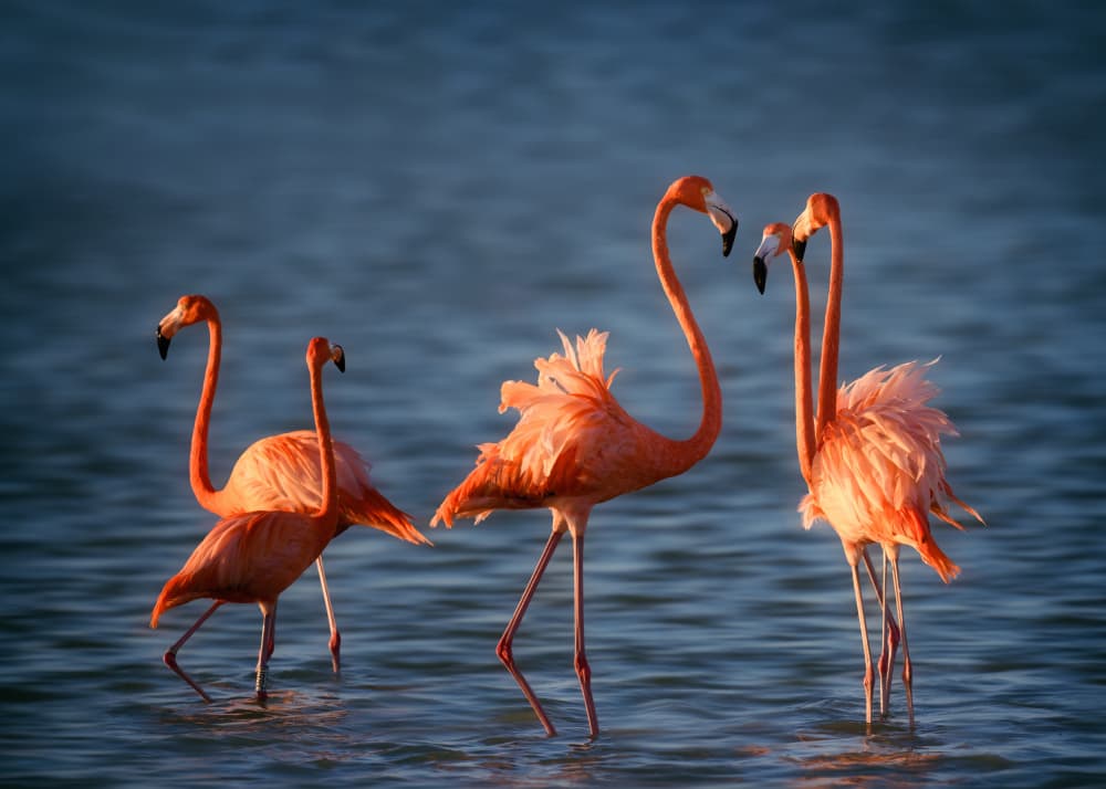 Graceful Pink Flamingos by Li Chen — canvas wall art