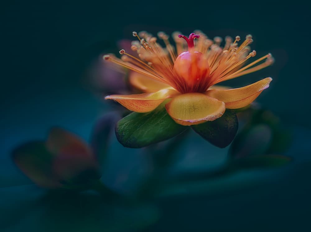 Moody Orange Bloom by Ben.C.L — canvas wall art