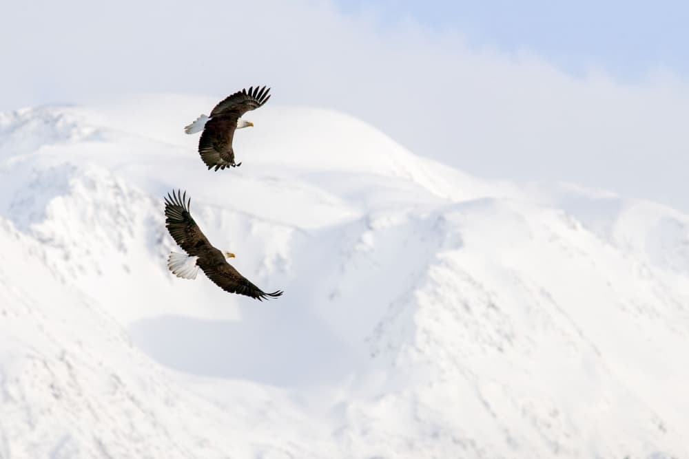Soaring Bald Eagles by Nick Kalathas — canvas wall art