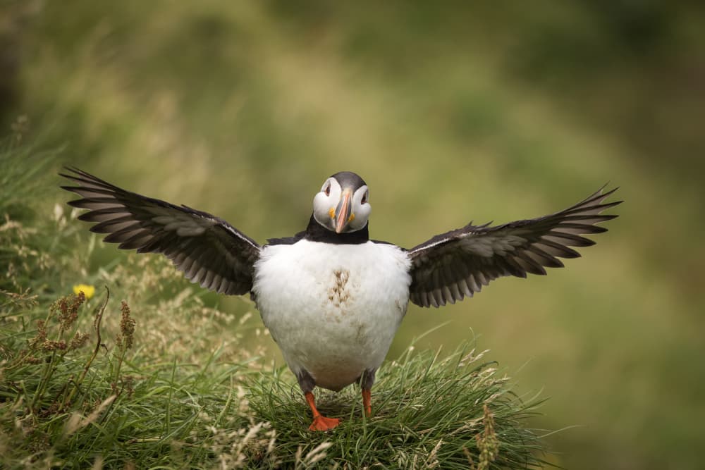 Puffin with Open Wings by Dan Mirica — canvas wall art