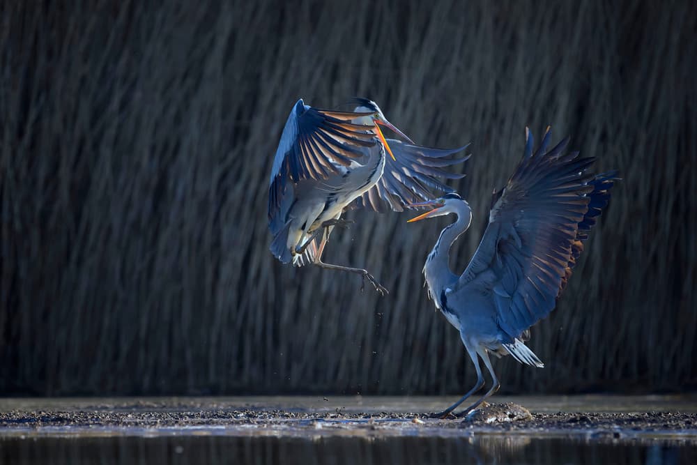 Heron Water Dance by Phillip Chang — canvas wall art