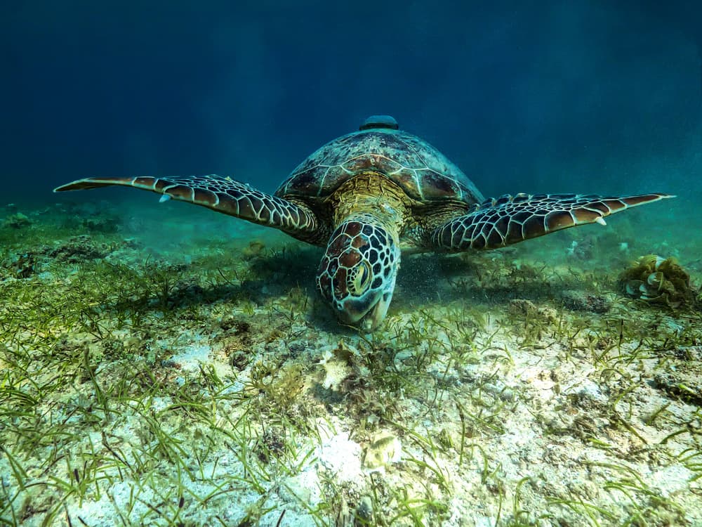 Graceful Sea Turtle by Serge Melesan — canvas wall art