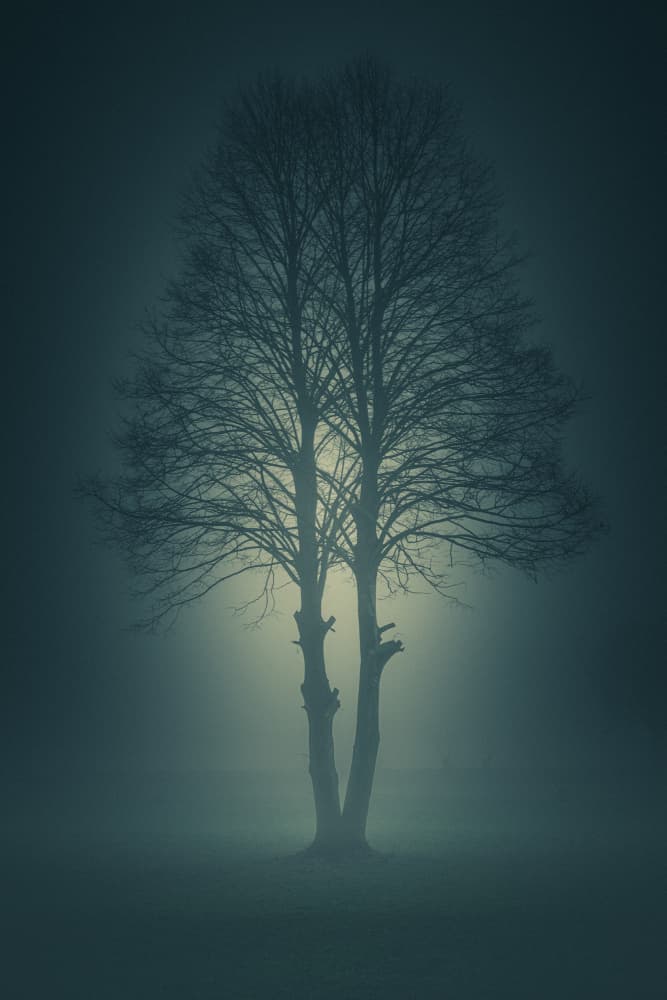 Ethereal Foggy Tree by Andrea Fraccaroli — canvas wall art
