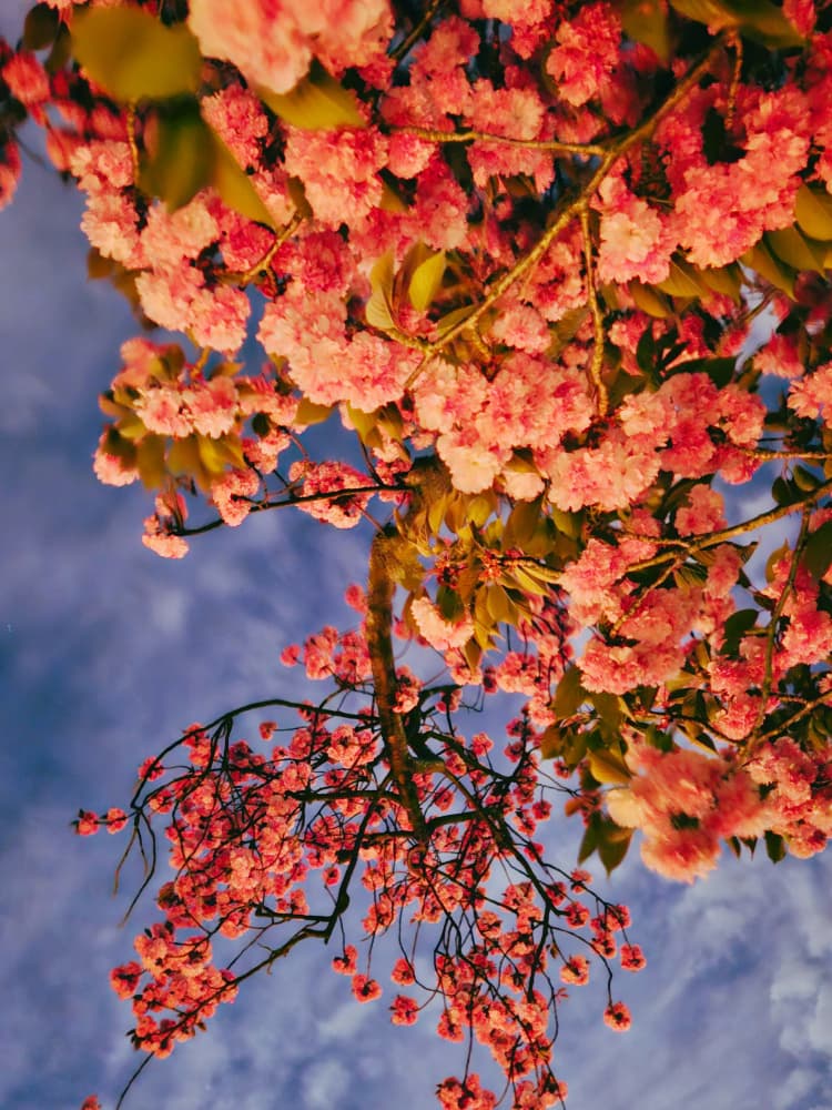 Pink Cherry Blossoms by Ohkimiko — canvas wall art
