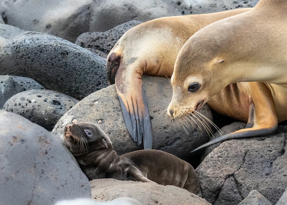 Sea Lion Family on Rocks by Siyu_Wei APA — canvas wall art