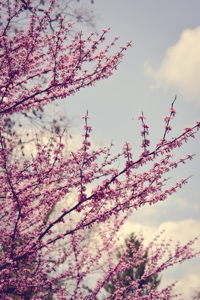 Delicate Pink Blossoms by Olivia Joy StClaire — canvas wall art