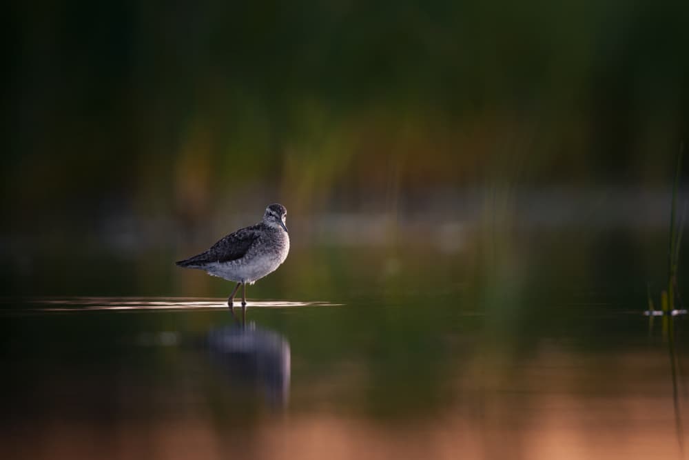 Golden Hour Wader by Magnus Renmyr — canvas wall art
