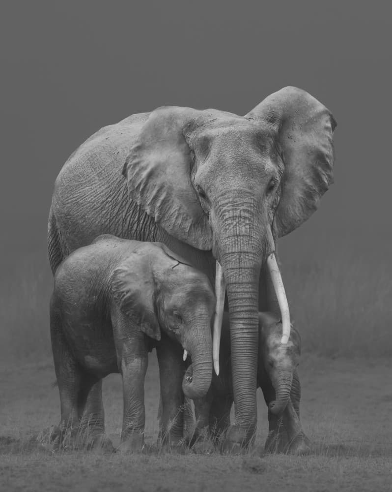Elephant Family Bond by MIN LI — canvas wall art