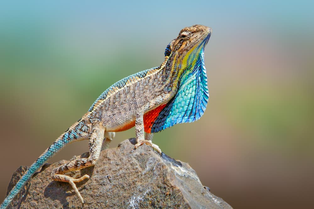 Vibrant Lizard Display by Rahul Wedpathak — canvas wall art