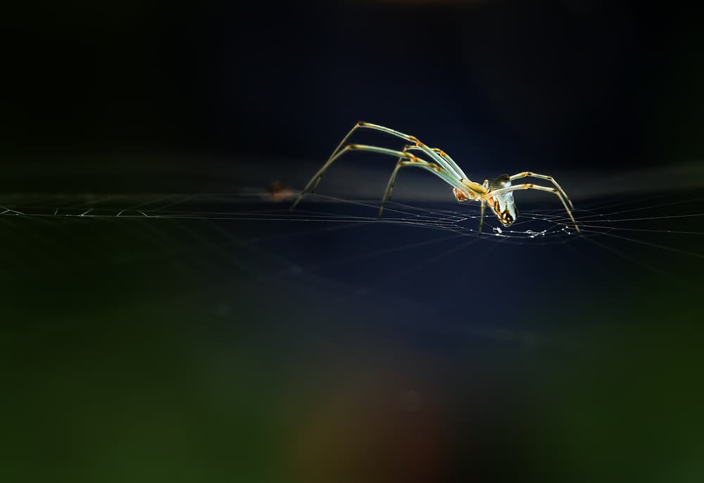 Glistening Web Spider by Abdul Gapur Dayak — canvas wall art