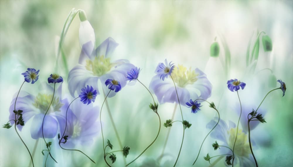 Dreamy Spring Blooms by Hilda van der Lee — canvas wall art
