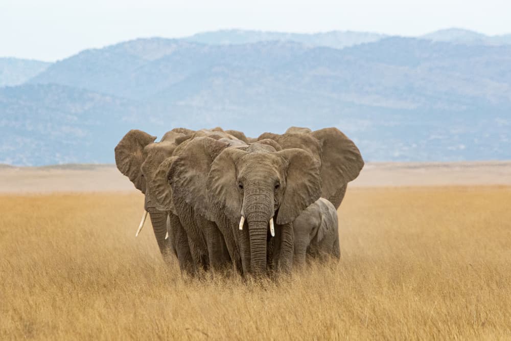 Wild Elephant Family by Emma Allen-Rowlandson — canvas wall art