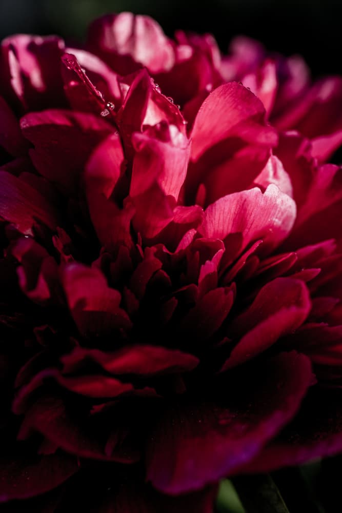 Dramatic Red Peony by Mareike Böhmer — canvas wall art