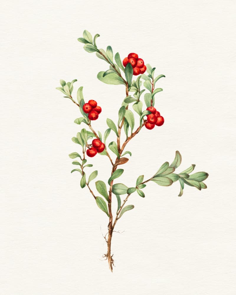 Vibrant Lingonberry Botanical by Wild Violets — canvas wall art