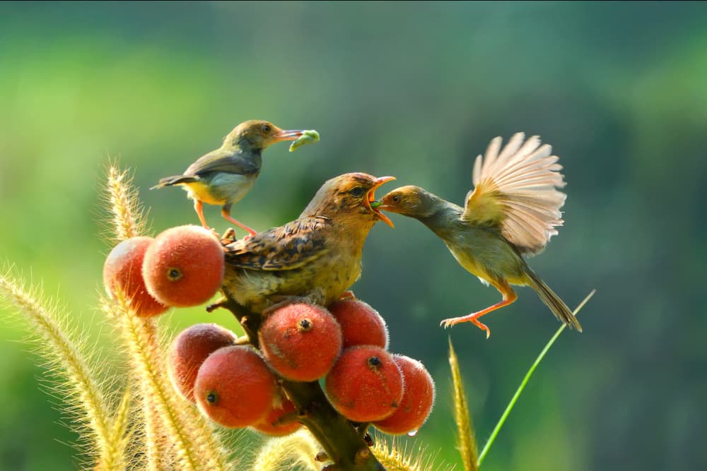 Birds Feeding Young by Ajar Setiadi — canvas wall art