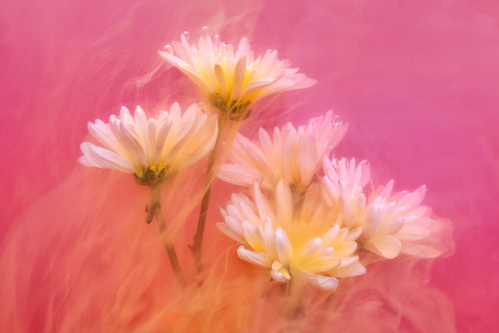 Dreamy Pink Chrysanthemums by Cheryl Eagers — canvas wall art