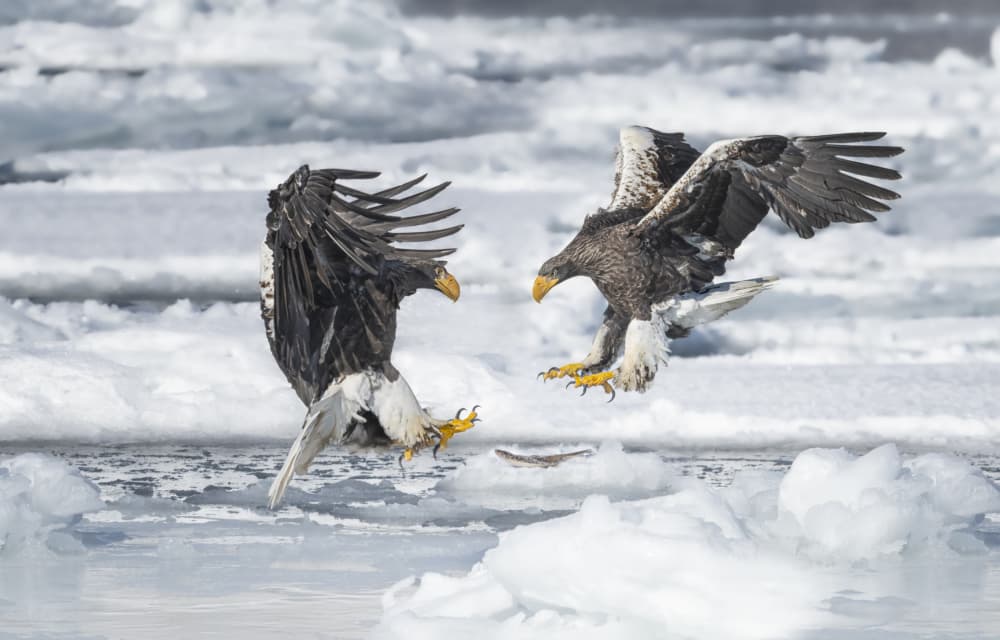Winter Eagle Clash by Larry Deng APA — canvas wall art