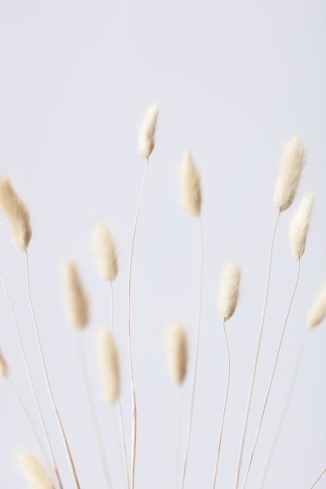 Fluffy Dried Grass by Pictufy Studio III — canvas wall art