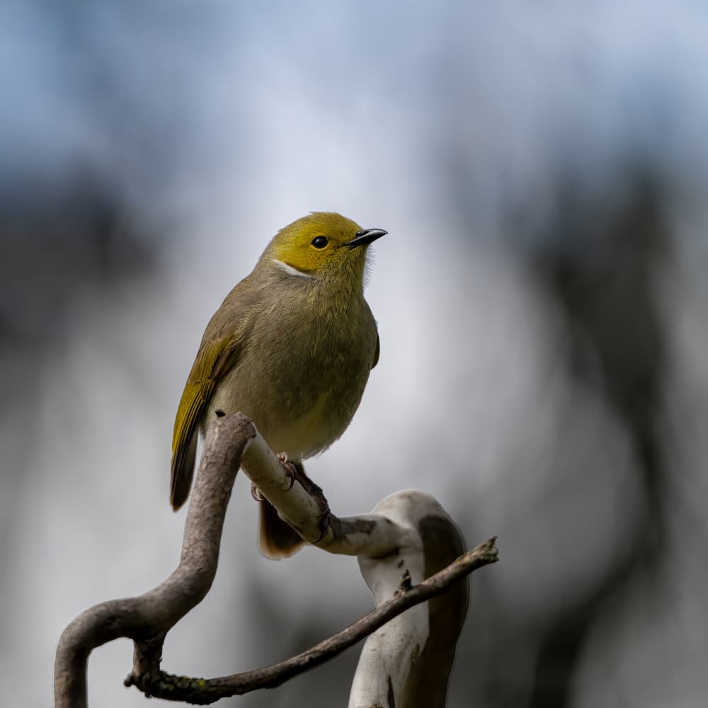 Vibrant Yellow Bird Perched by James Zhen Yu — canvas wall art