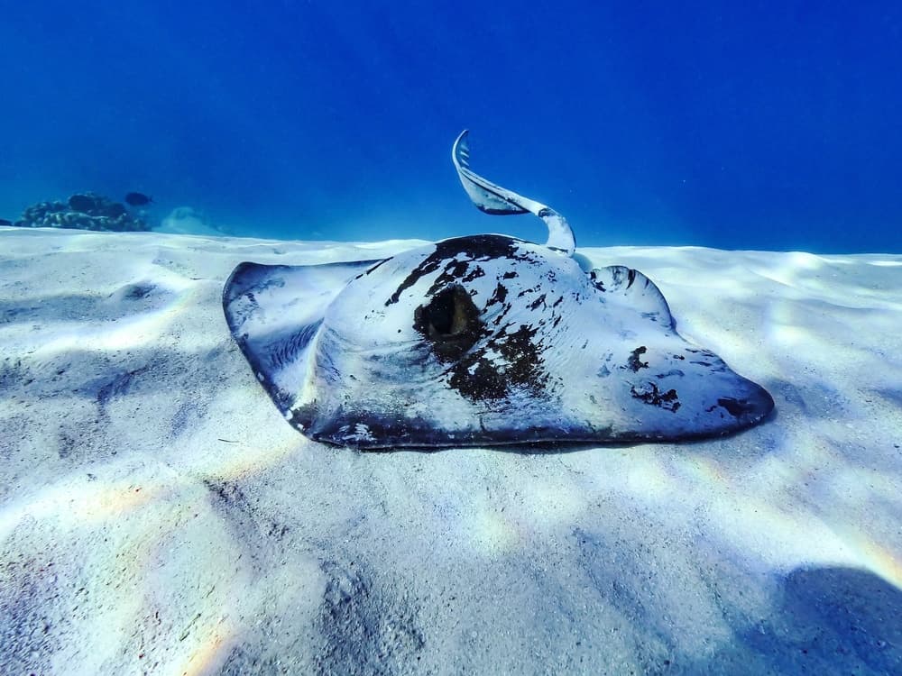 Quiet Ocean Stingray by Serge Melesan — canvas wall art
